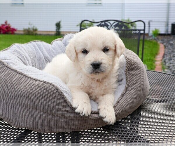 Medium Photo #9 Golden Retriever Puppy For Sale in SYRACUSE, IN, USA