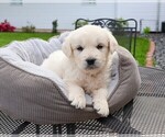 Small #8 Golden Retriever