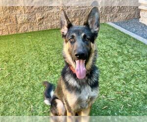 German Shepherd Dog Dogs for adoption in Moreno Valley, CA, USA