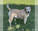 Small #2 Labrador Retriever Mix