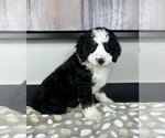 Small #5 Miniature Bernedoodle