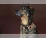 Small #6 German Shepherd Dog Mix