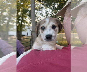 Border Collie-Unknown Mix Dogs for adoption in OKLAHOMA CITY, OK, USA