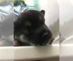Small Photo #5 Shiba Inu Puppy For Sale in ELIZABETH CITY, NC, USA