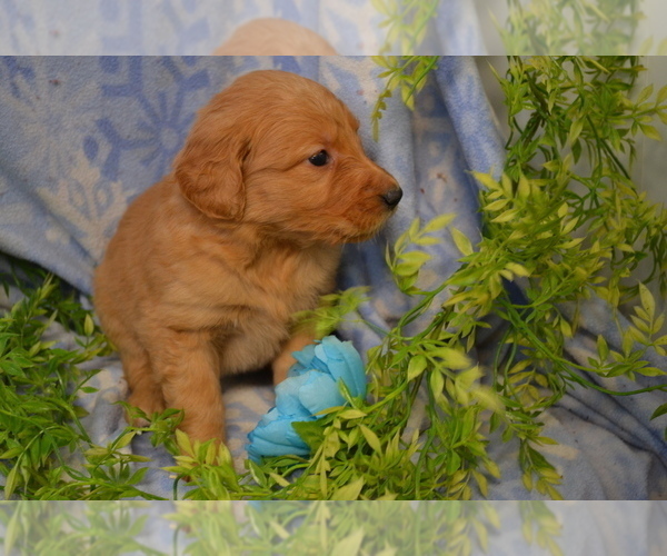 Medium Photo #2 Golden Retriever Puppy For Sale in GREENWOOD, WI, USA
