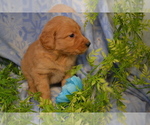 Small #1 Golden Retriever