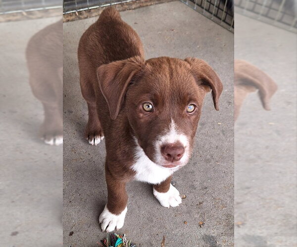 Medium Photo #2 Labrador Retriever-Unknown Mix Puppy For Sale in House Springs, MO, USA