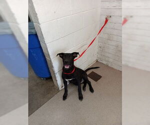 Labrador Retriever-Unknown Mix Dogs for adoption in San Bernardino, CA, USA