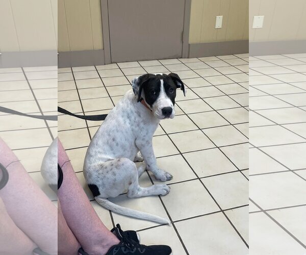 Medium Photo #2 Mutt Puppy For Sale in Poplar Bluff, MO, USA