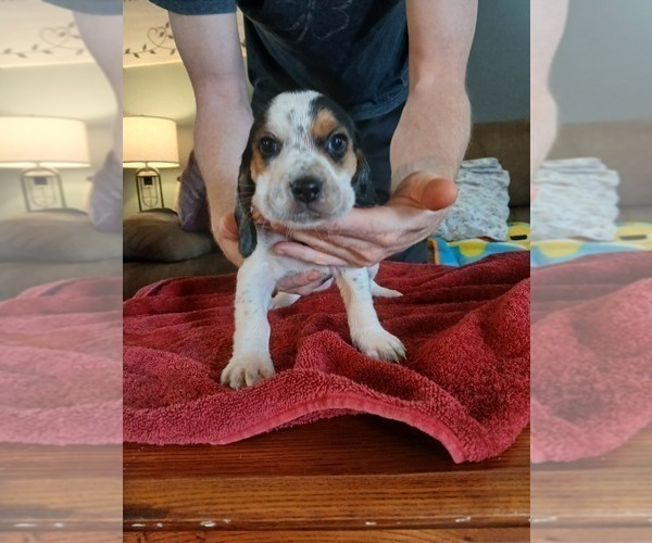 Medium Photo #4 Beagle Puppy For Sale in BOWLING GREEN, MO, USA