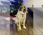 Small Great Pyrenees