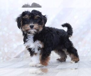 Morkie Puppy for sale in MARIETTA, GA, USA