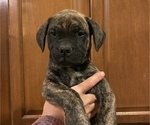 Puppy 5 Bullmastiff