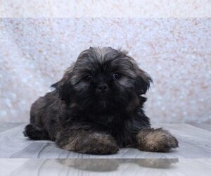 Shih Tzu Puppy for sale in MARIETTA, GA, USA