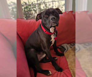 Bulloxer Dogs for adoption in Decatur, GA, USA