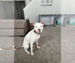 Small #2 Staffordshire Bull Terrier Mix