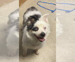 Small #1 Australian Shepherd