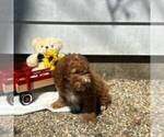 Small #2 Cavapoo