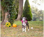 Small #2 Mutt