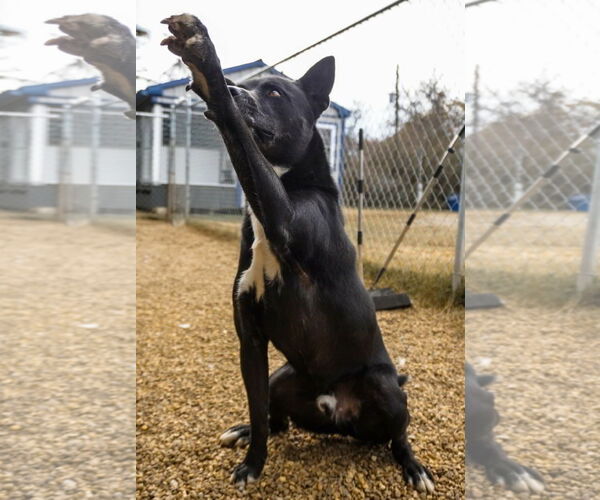 Medium Photo #3 Akita-Unknown Mix Puppy For Sale in Anniston, AL, USA