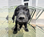 Puppy Frank German Shorthaired Pointer