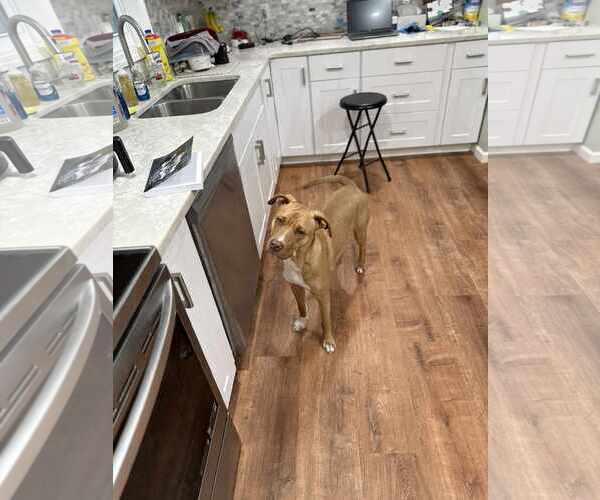 Medium Photo #4 Mutt Puppy For Sale in Wakefield, RI, USA