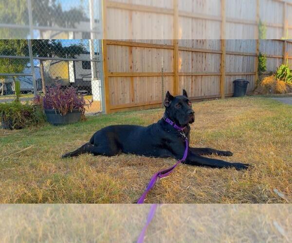 Medium Photo #2 Mutt Puppy For Sale in Bullard, TX, USA