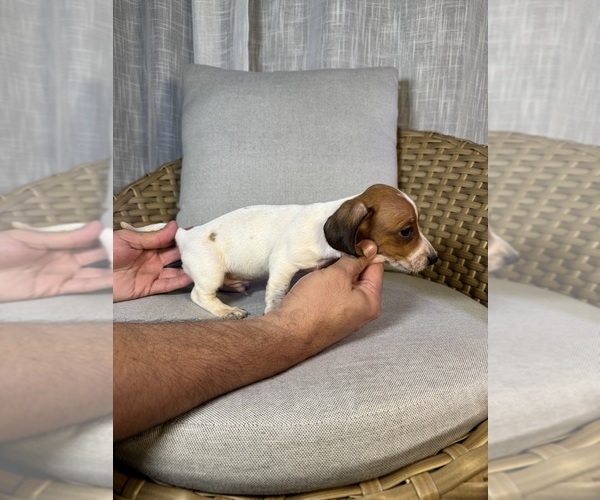 Medium Photo #2 Dachshund Puppy For Sale in ORLANDO, FL, USA