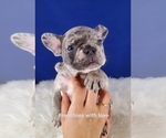 Small Photo #10 French Bulldog Puppy For Sale in PORT READING, NJ, USA