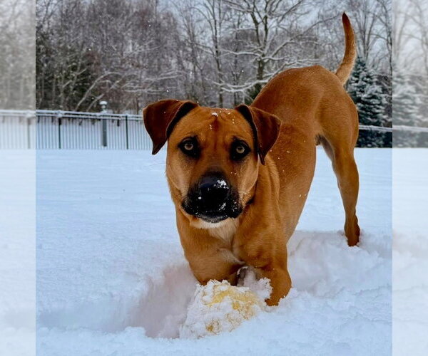Medium Photo #24 Black Mouth Cur Puppy For Sale in Canton, CT, USA