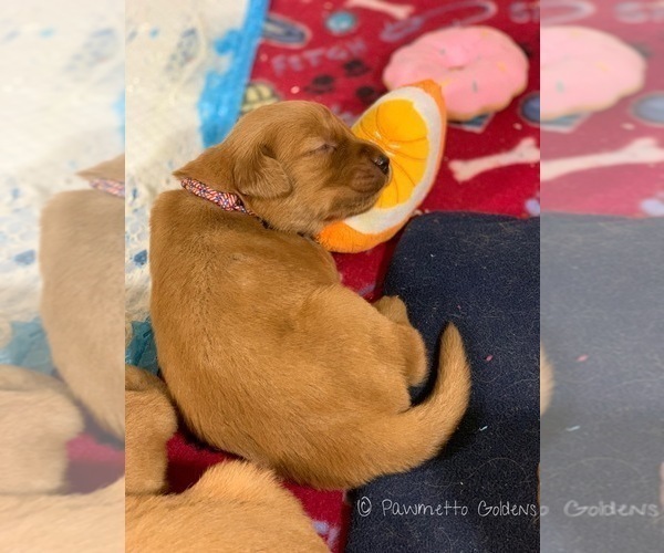 Medium Photo #17 Golden Retriever Puppy For Sale in SUMMERVILLE, SC, USA