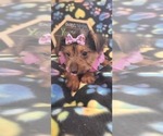 Small Photo #9 Yorkshire Terrier Puppy For Sale in AKRON, OH, USA