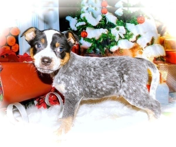 Medium Photo #1 Australian Cattle Dog Puppy For Sale in HAMMOND, IN, USA