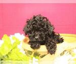 Small Photo #9 Poodle (Toy) Puppy For Sale in SHAWNEE, OK, USA