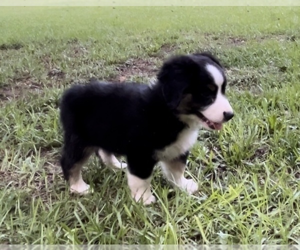 Medium Photo #16 Miniature Australian Shepherd Puppy For Sale in E LAURINBURG, NC, USA