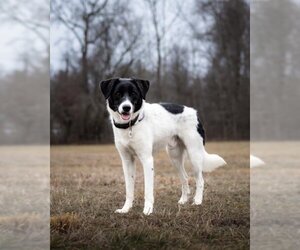 Border Collie-Unknown Mix Dogs for adoption in Forestville, MD, USA