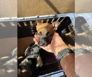 German Shepherd Dog-Unknown Mix Dogs for adoption in Chula Vista, CA, USA