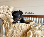 Small #8 Miniature American Shepherd