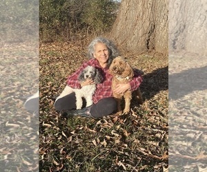 Father of the Poodle (Miniature) puppies born on 10/31/2025