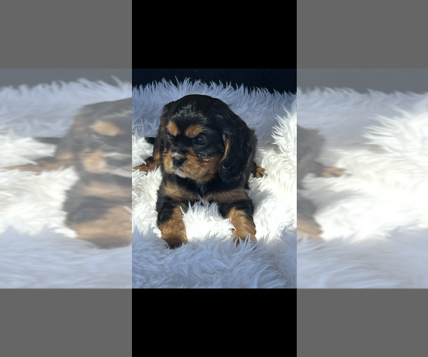 Medium Photo #3 Cavalier King Charles Spaniel Puppy For Sale in NILES, MI, USA