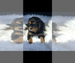 Small #2 Cavalier King Charles Spaniel