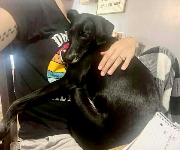 Medium Photo #3 Pointer-Unknown Mix Puppy For Sale in Germantown, OH, USA