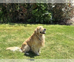 Father of the Golden Retriever puppies born on 06/04/2025