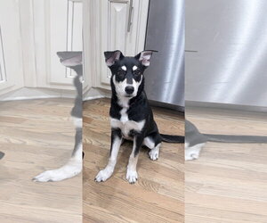 Alusky Dogs for adoption in Ball Ground, GA, USA