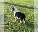 Small Photo #17 Border Collie Puppy For Sale in BRISTOW, OK, USA