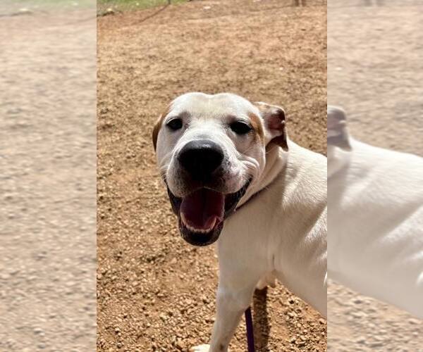 Medium Photo #2 Mutt Puppy For Sale in Shelburne, VT, USA