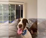 BABY J - Male Dalmatian-Siberian Husky Mix Dog for Adoption - Small photo