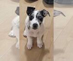 Small #6 Border Collie Mix