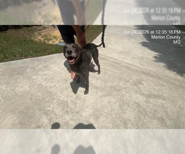 Medium Photo #1 Labrador Retriever-Unknown Mix Puppy For Sale in Ocala, FL, USA