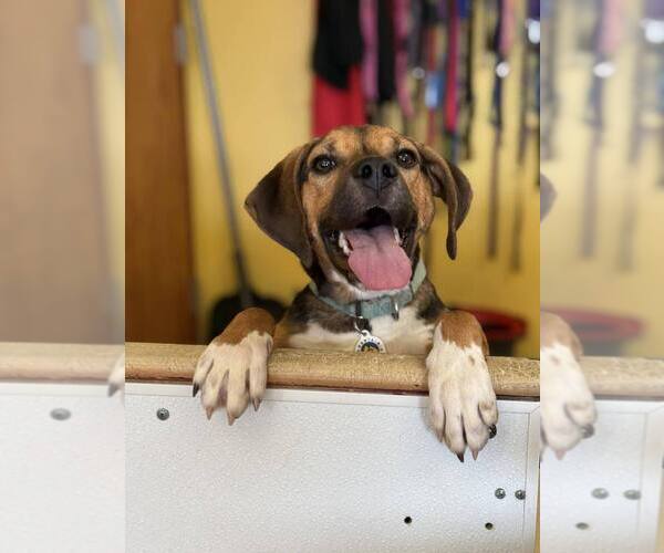 Medium Photo #1 Mutt Puppy For Sale in Candler, NC, USA